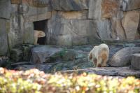 Imagine atasata: Zoo Berlin 0334.JPG